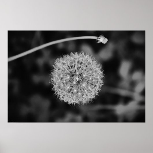Dandelion - Noir, Poster (Vorne)