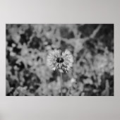 Dandelion - noir, poster (Vorne)