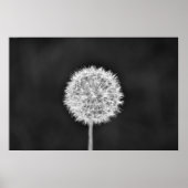 Dandelion - Noir Poster (Vorne)