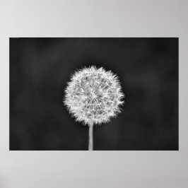 Dandelion - Noir Poster