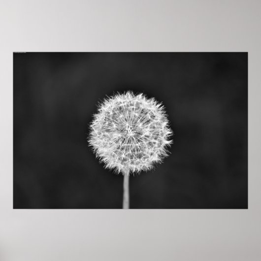 Dandelion - Noir Poster (Vorne)
