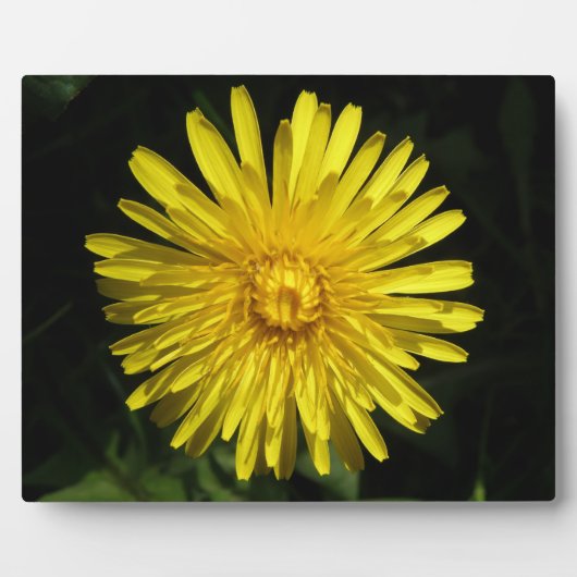 Dandelion Plaque Fotoplatte (Vorderseite)