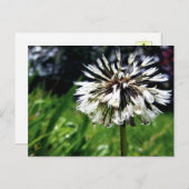 Dandelion Poof mit Friedlicher Natur Postkarte (Vorne/Hinten)