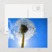 Dandelion Postcard Postkarte (Vorne/Hinten)