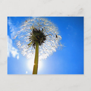Dandelion Postcard Postkarte