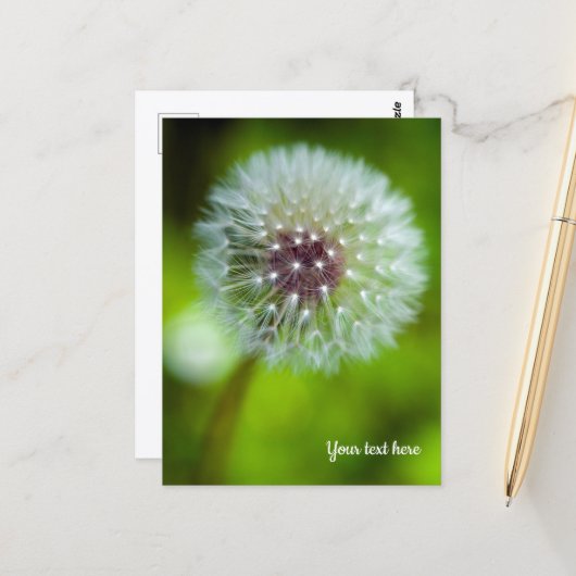 Dandelion Postcard Postkarte (Vorderseite/Rückseite Beispiel)