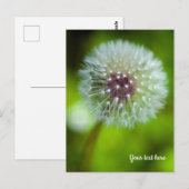 Dandelion Postcard Postkarte (Vorne/Hinten)
