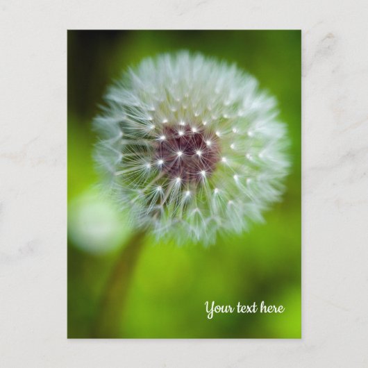 Dandelion Postcard Postkarte (Vorderseite)