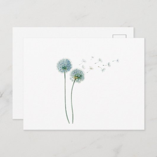 Dandelion Postcard Postkarte (Vorne/Hinten)