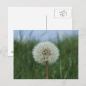 Dandelion Postcard Postkarte (Vorne/Hinten)