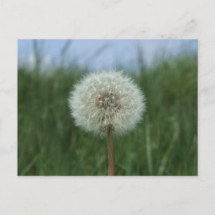 Dandelion Postcard Postkarte