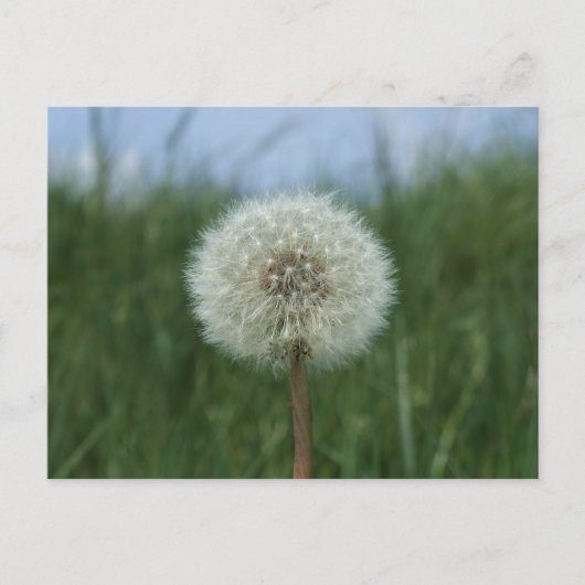 Dandelion Postcard Postkarte (Vorderseite)