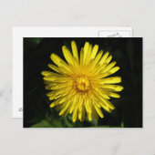 Dandelion Postcard Postkarte (Vorne/Hinten)