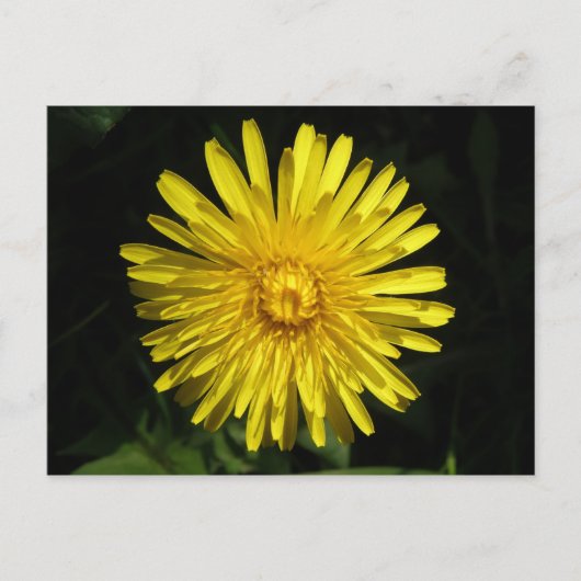 Dandelion Postcard Postkarte (Vorderseite)