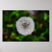 Dandelion, Poster (Vorne)
