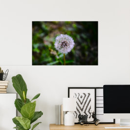 Dandelion, Poster