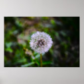 Dandelion, Poster (Vorne)