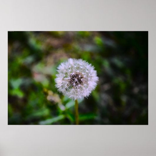 Dandelion, Poster (Vorne)