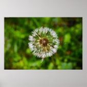 Dandelion, Poster (Vorne)