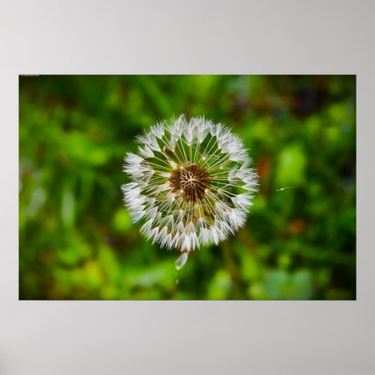 Dandelion, Poster (Vorne)