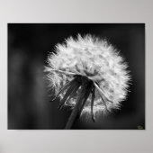 Dandelion Poster (Vorne)