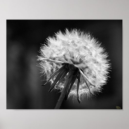 Dandelion Poster (Vorne)
