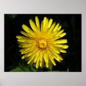 Dandelion Poster (Vorne)