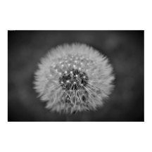 Dandelion,