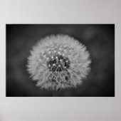 Dandelion, Poster (Vorne)