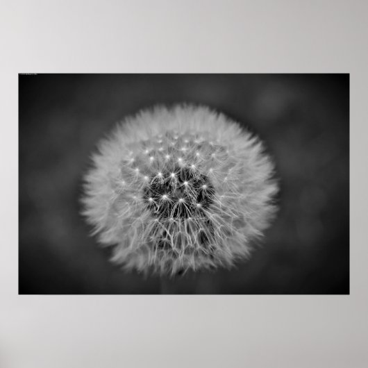 Dandelion, Poster (Vorne)