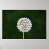 Dandelion, Poster (Vorne)