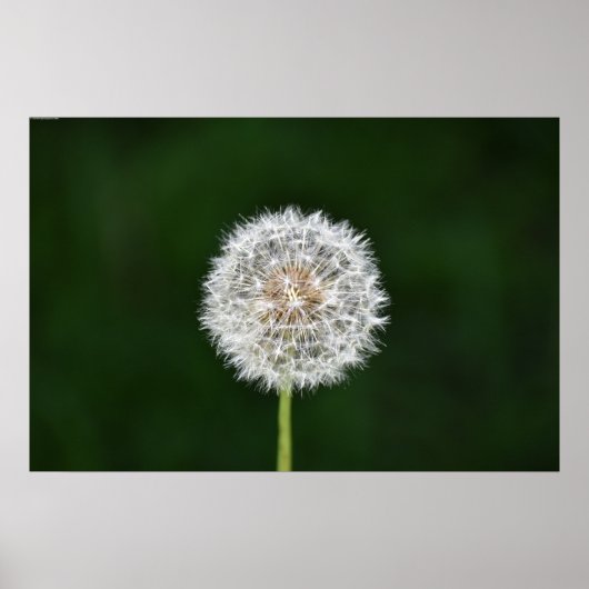 Dandelion, Poster (Vorne)