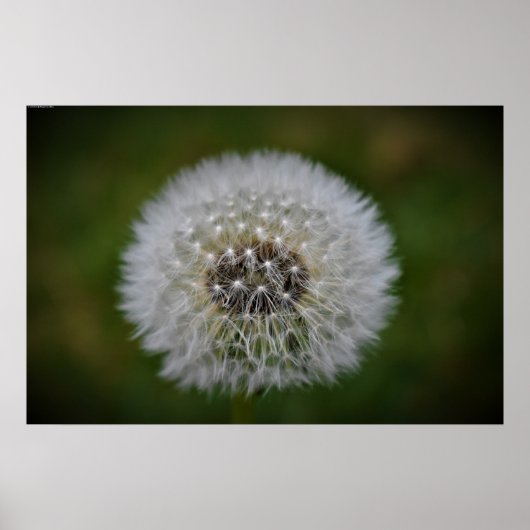Dandelion, Poster (Vorne)