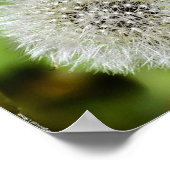 Dandelion, Poster (Ecke)
