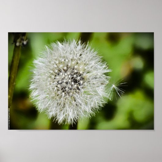 Dandelion, Poster (Vorne)