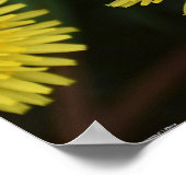 Dandelion, Poster (Ecke)