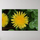 Dandelion, Poster (Vorne)