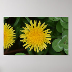 Dandelion, Poster