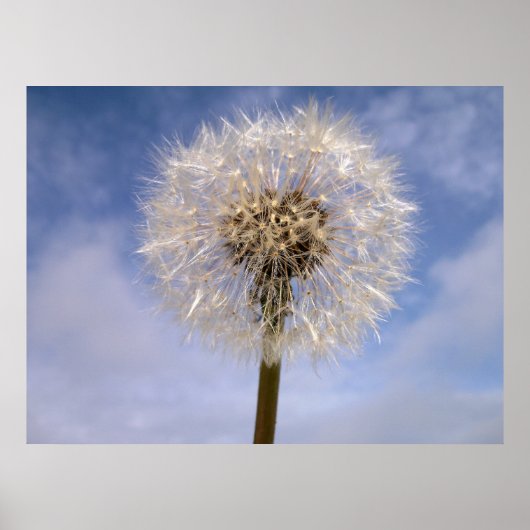 Dandelion Poster (Vorne)