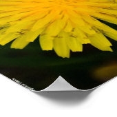 Dandelion, Poster (Ecke)