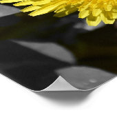 Dandelion, Poster (Ecke)