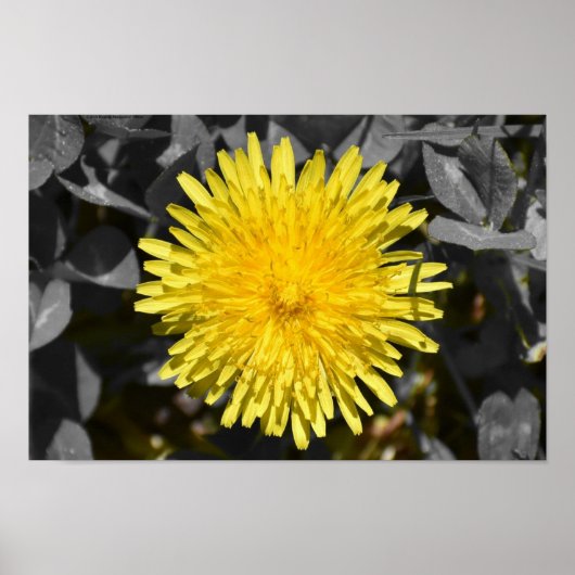 Dandelion, Poster (Vorne)