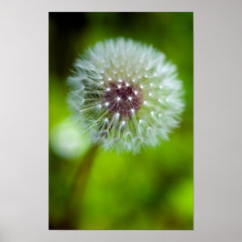 Dandelion Poster