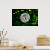 Dandelion, Poster (Küche)