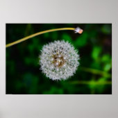 Dandelion, Poster (Vorne)