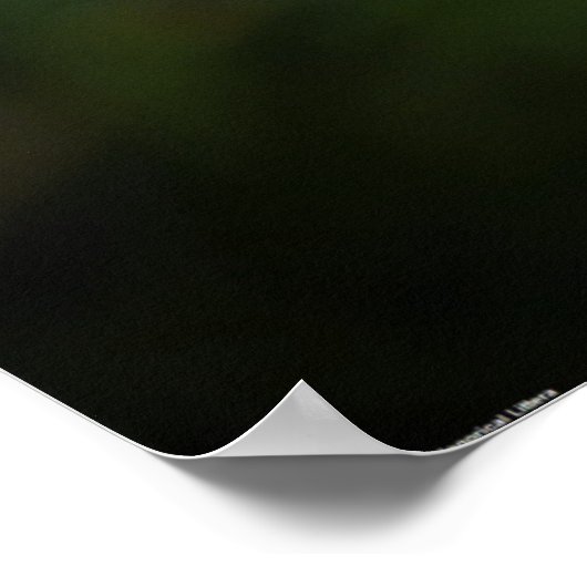 Dandelion, Poster (Ecke)