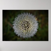 Dandelion, Poster (Vorne)