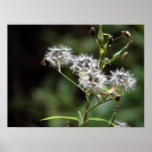 Dandelion Poster (Vorne)