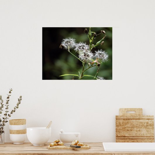 Dandelion Poster (Küche)