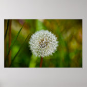 Dandelion, Poster (Vorne)